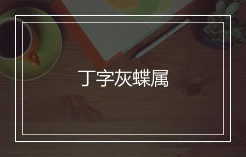 丁字灰蝶属