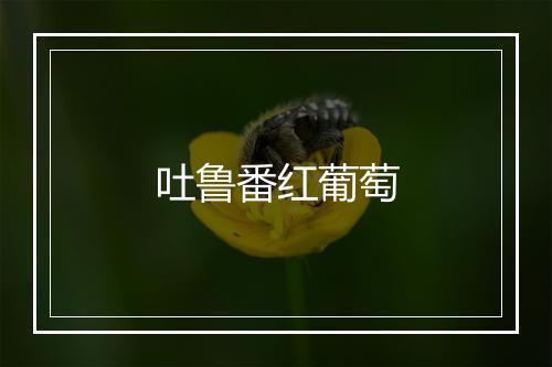 吐鲁番红葡萄