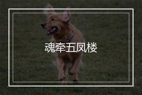 魂牵五凤楼