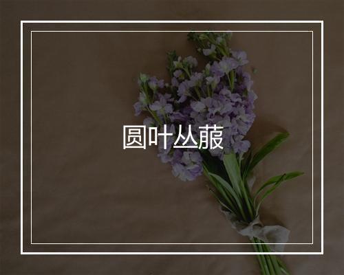 圆叶丛菔