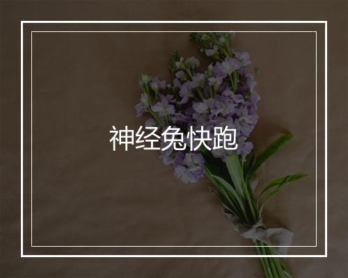 神经兔快跑