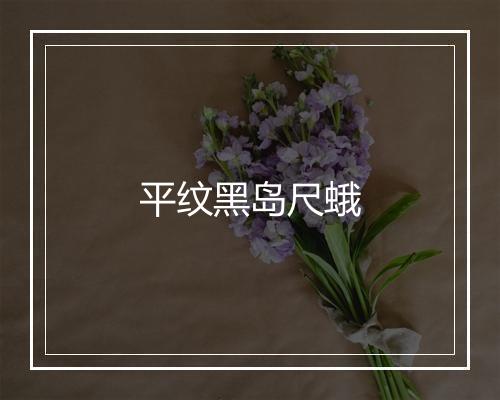 平纹黑岛尺蛾