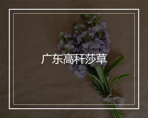 广东高秆莎草