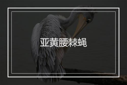 亚黄腰棘蝇