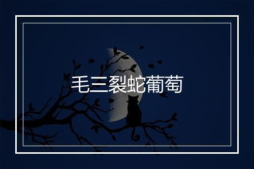 毛三裂蛇葡萄