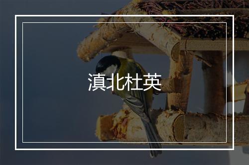 滇北杜英