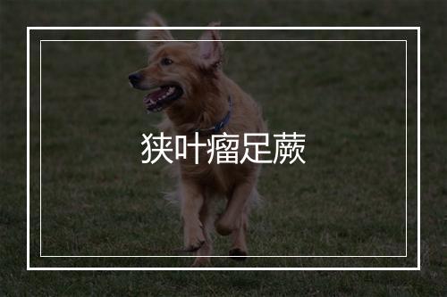 狭叶瘤足蕨