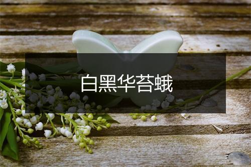 白黑华苔蛾