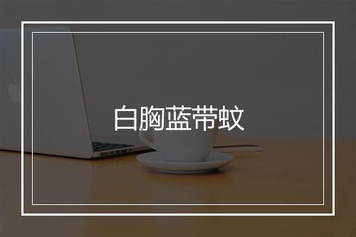 白胸蓝带蚊