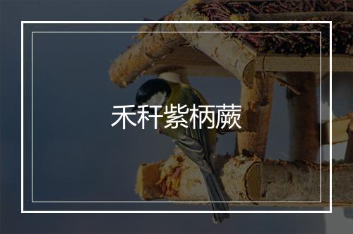 禾秆紫柄蕨