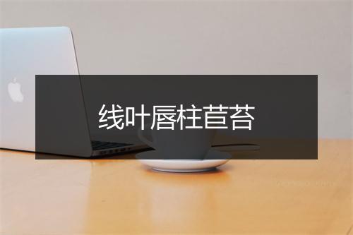 线叶唇柱苣苔