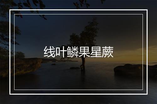 线叶鳞果星蕨