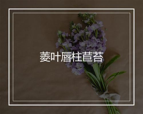 菱叶唇柱苣苔