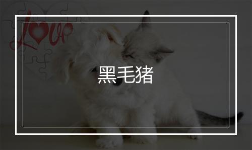 黑毛猪