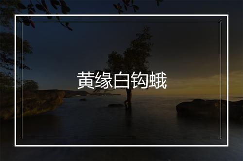 黄缘白钩蛾