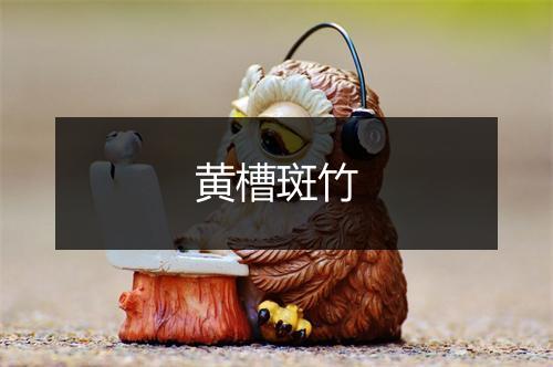 黄槽斑竹