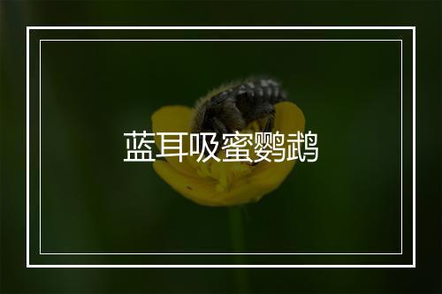 蓝耳吸蜜鹦鹉