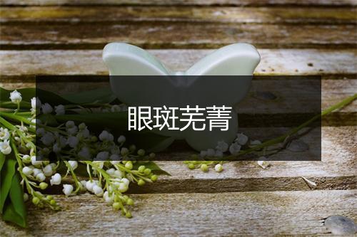 眼斑芜菁