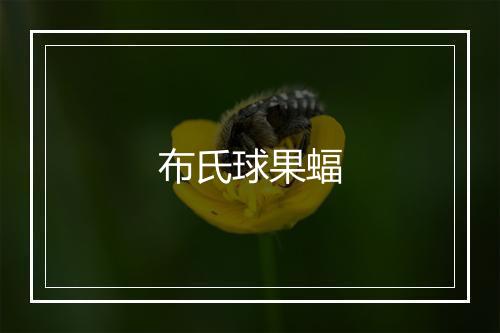 布氏球果蝠