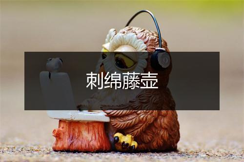 刺绵藤壶