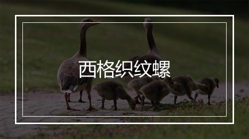 西格织纹螺