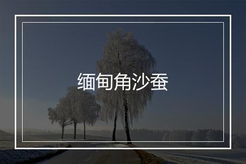 缅甸角沙蚕