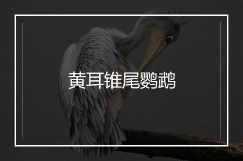 黄耳锥尾鹦鹉