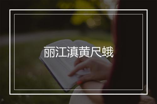 丽江滇黄尺蛾