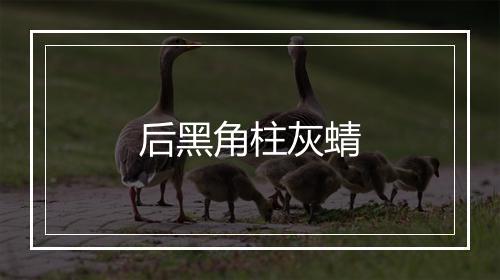 后黑角柱灰蜻