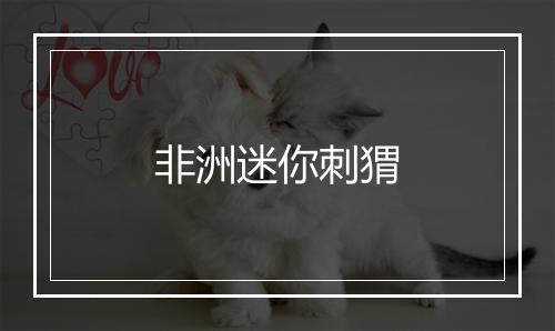 非洲迷你刺猬