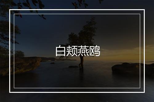 白颊燕鸥