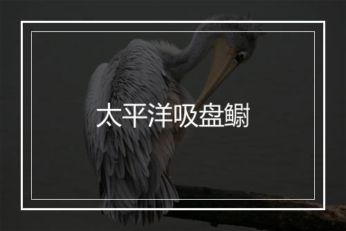 太平洋吸盘鳚