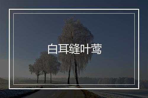 白耳缝叶莺