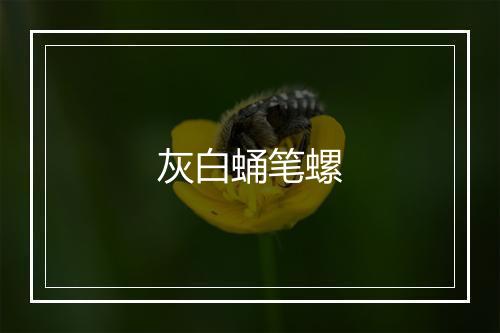 灰白蛹笔螺