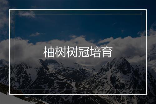 柚树树冠培育