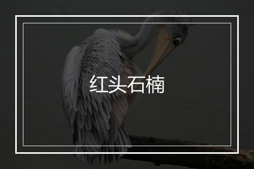 红头石楠