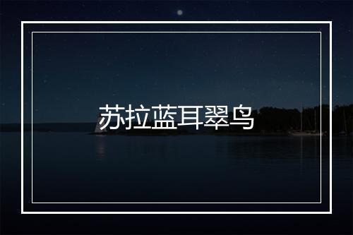 苏拉蓝耳翠鸟