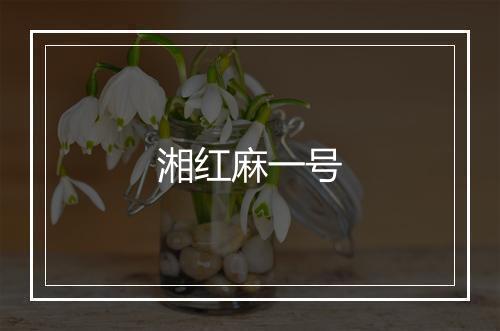 湘红麻一号